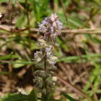 Platostoma menthoides (L.) A.J.Paton